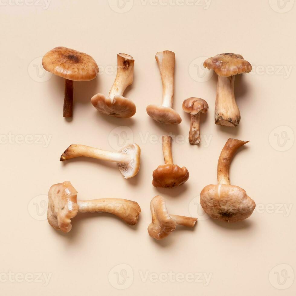 Mushrooms honey fungi pattern on beige background top view. Monochrome autumn composition flat lay. photo
