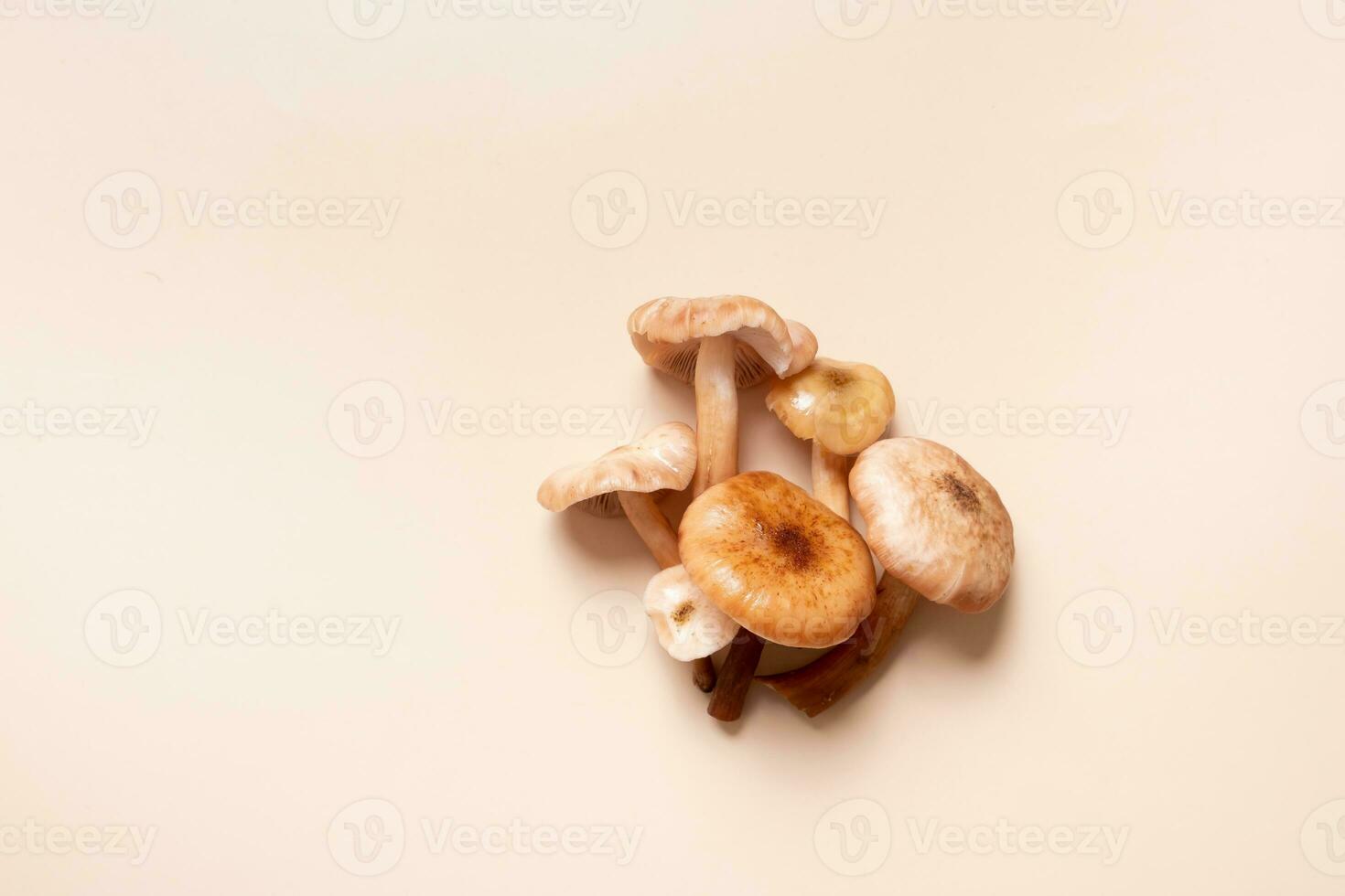 Mushrooms honey fungi pattern on beige background top view. Monochrome autumn composition flat lay. photo