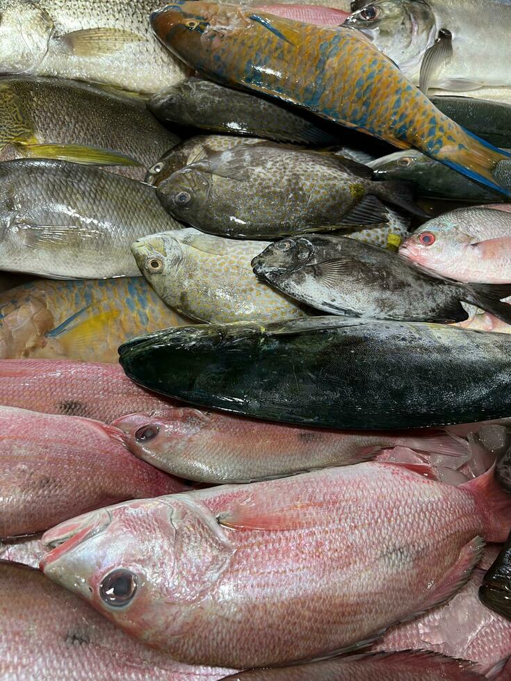 fresh fish in the market photo