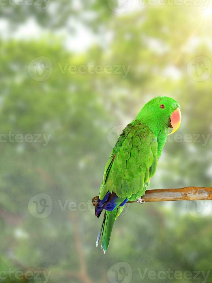 Beautiful green Electus parrot in nature forest photo