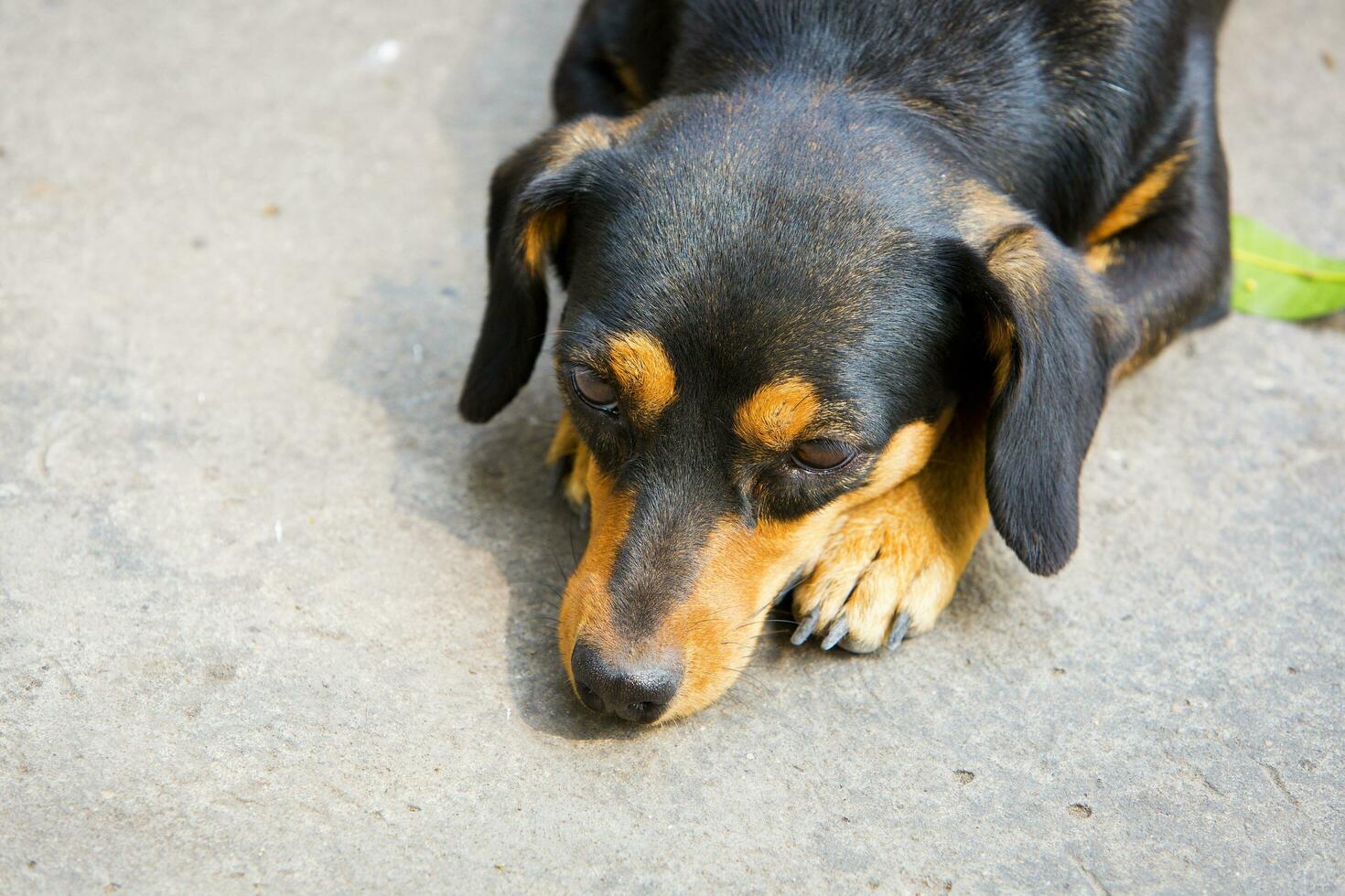 Dachshund small dog resting. photo