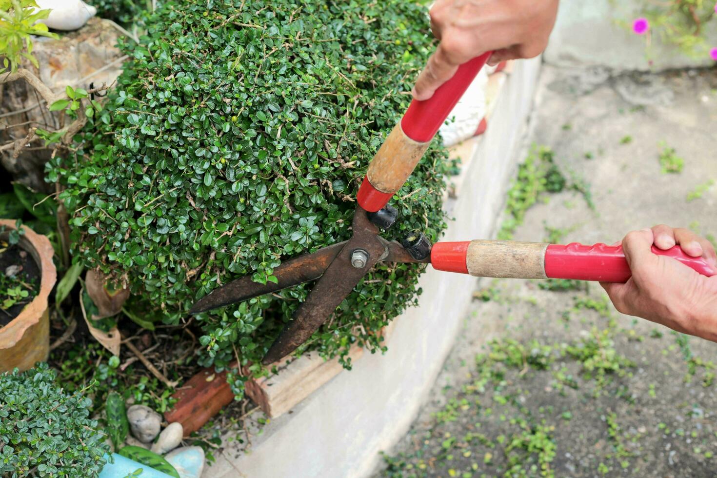 Gardener hands trimming plant in the garden. photo