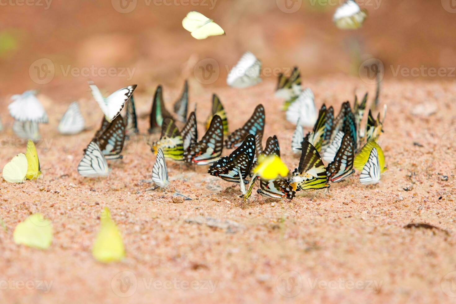 Group of butterflies common jay eaten mineral on sand. photo