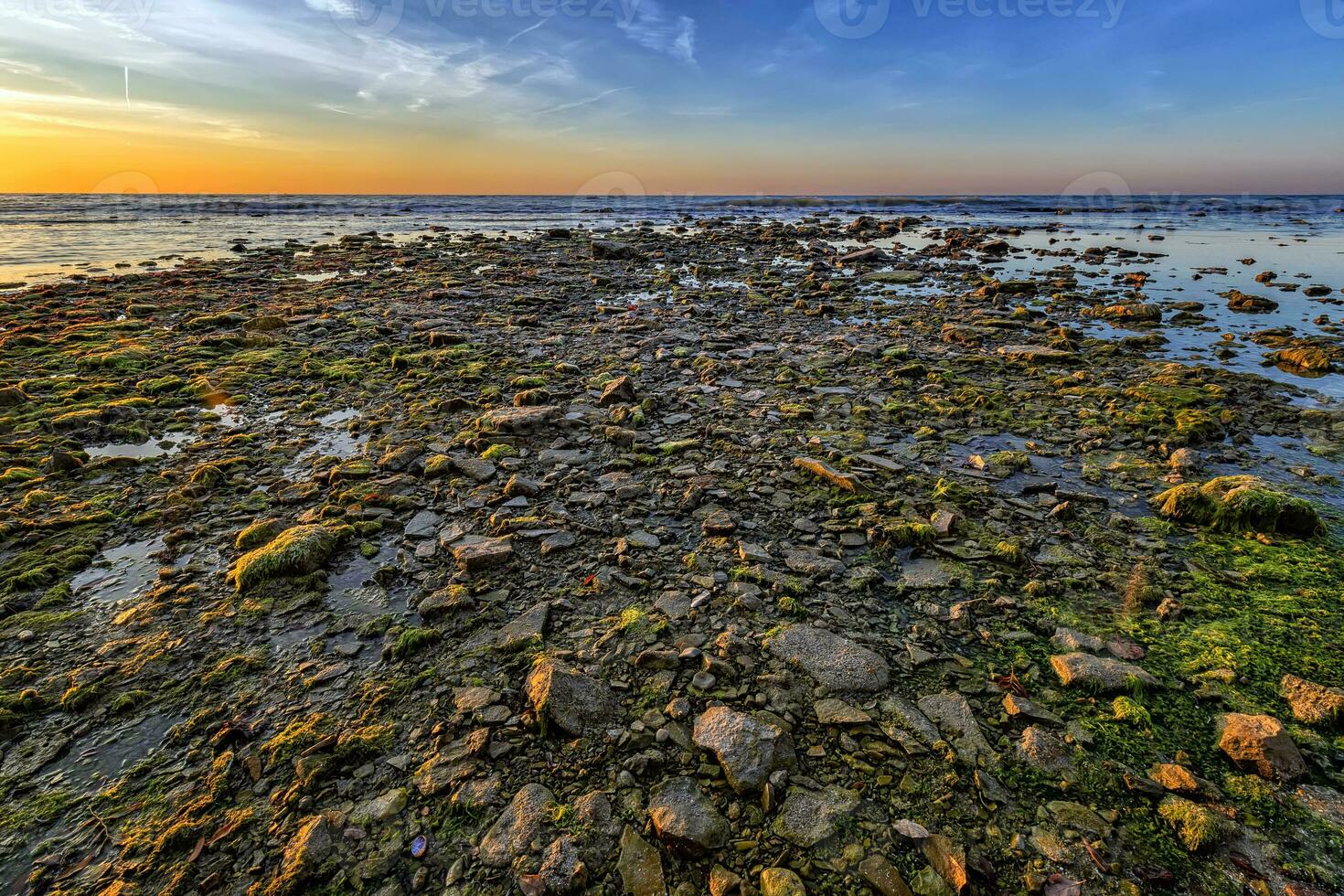 Scenic view of many stones with algae at the seashore. photo