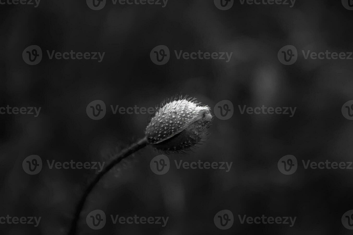 Beautiful bud of poppy in black and white. Art view photo