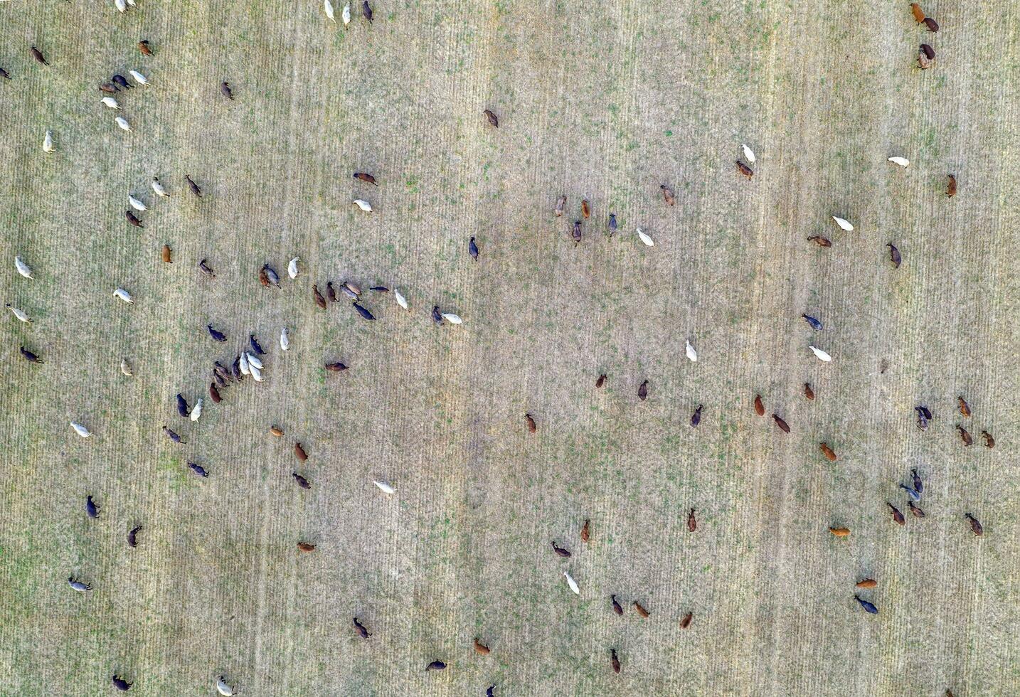 Livestock grazing at the field after harvest. Top view at many goats at the field. photo