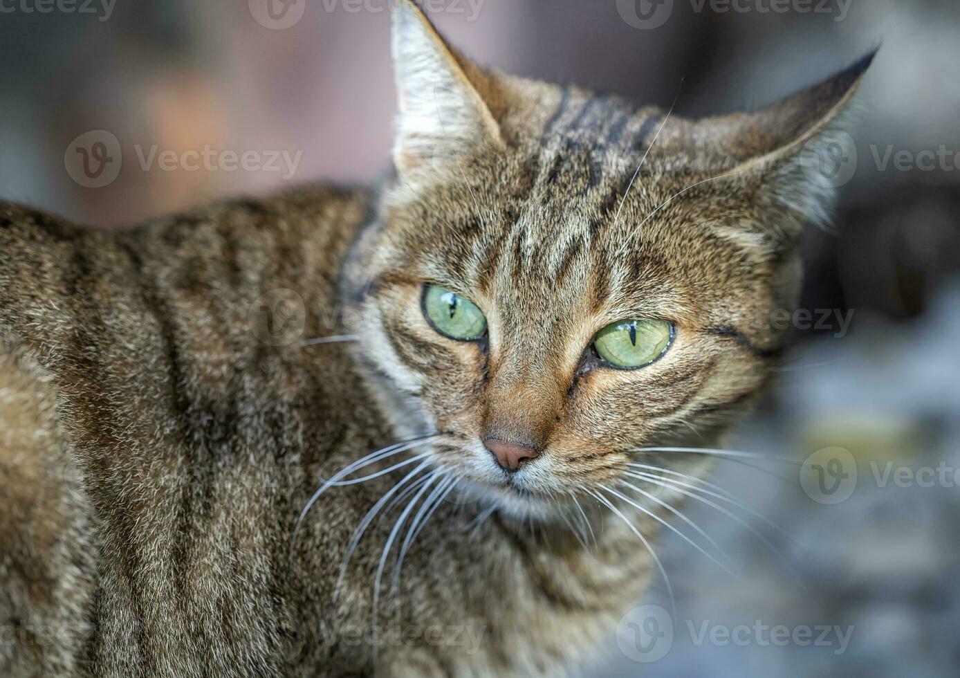 Portrait of beauty wild cat with green eyes in the garden photo