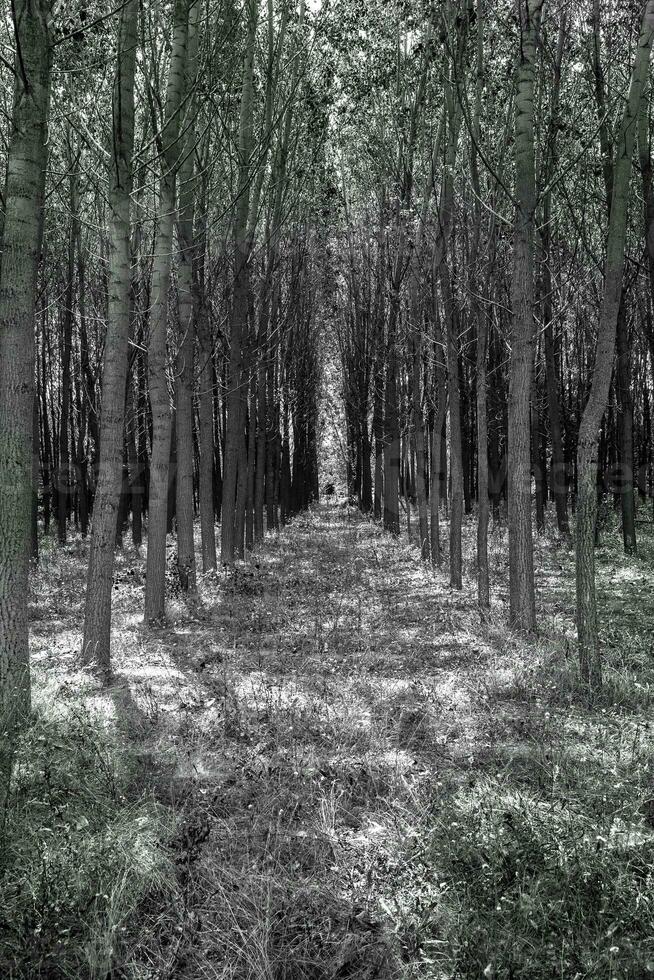 Forest trees like a tunnel in black and white photo