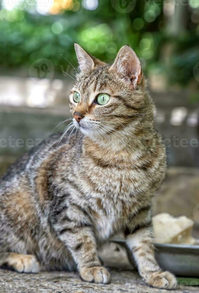 retrato de belleza gato después comiendo en el jardín. vertical vista. foto