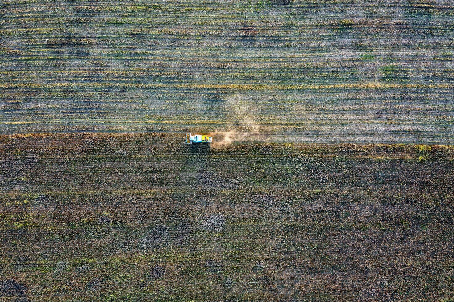 Aerial view drone of harvest field with tractor mows dry sunflower.  Harvesting in the fields. Top view photo