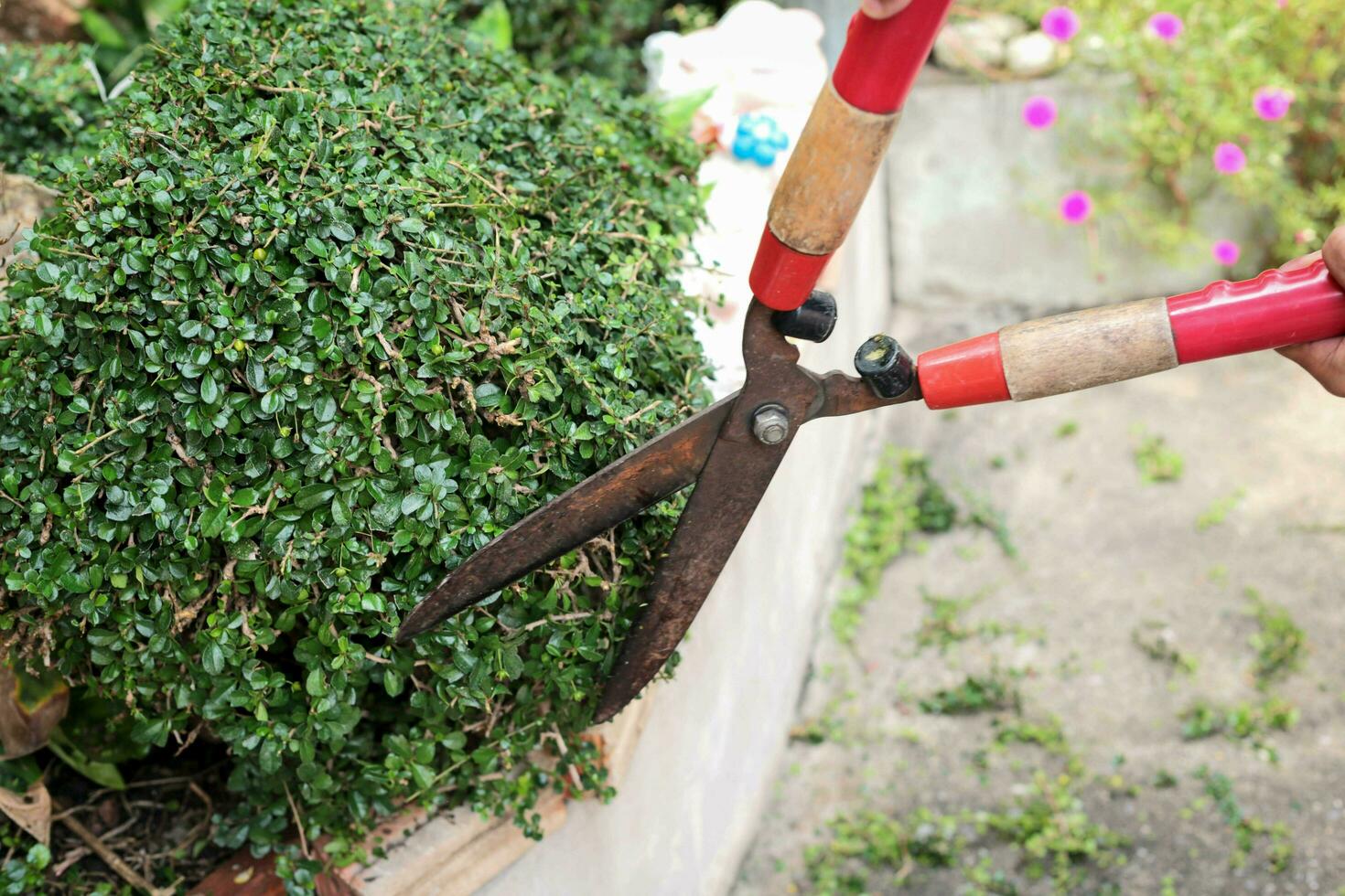 Gardener hands trimming plant in the garden. photo