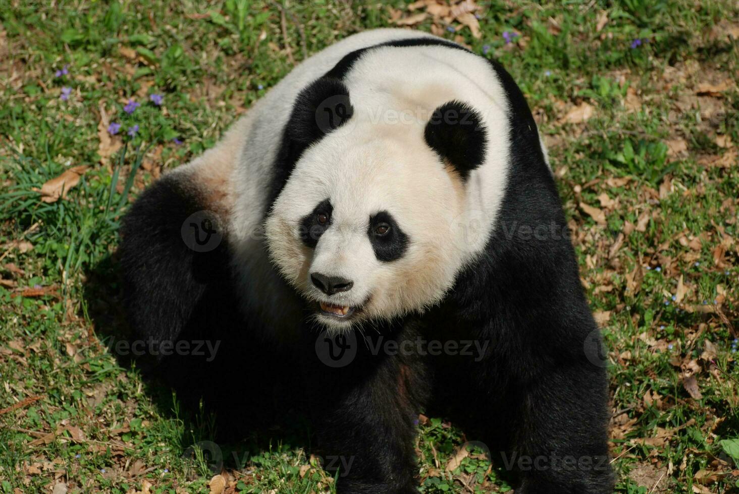 Panda Bear Making Silly Faces While Sitting on his Haunches photo