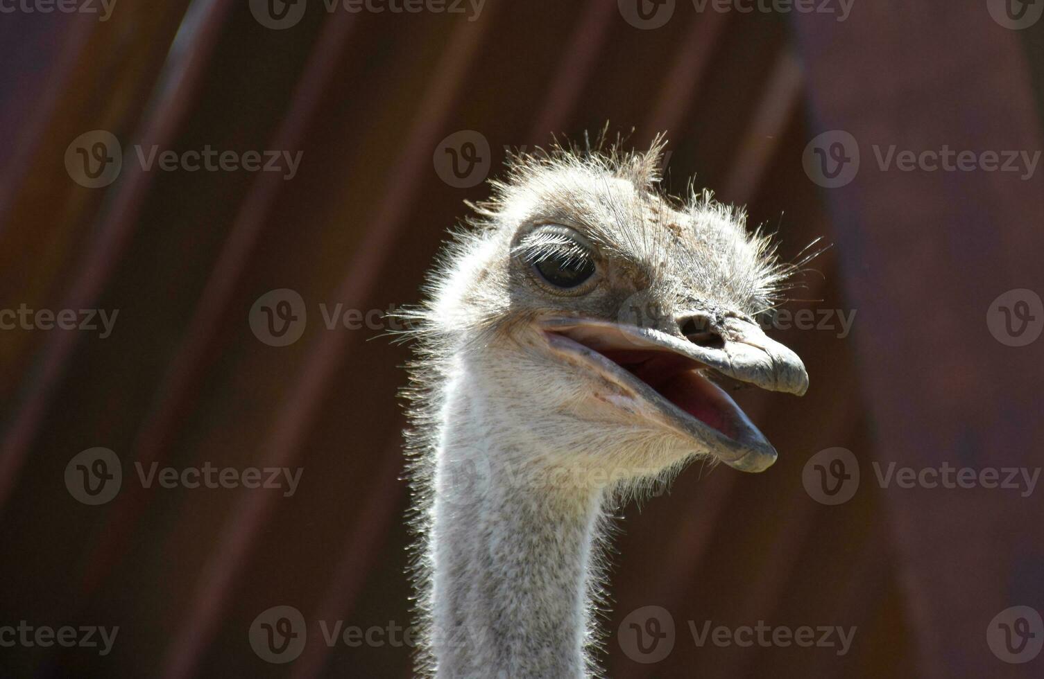Large Ostrich With His Mouth Wide Open photo