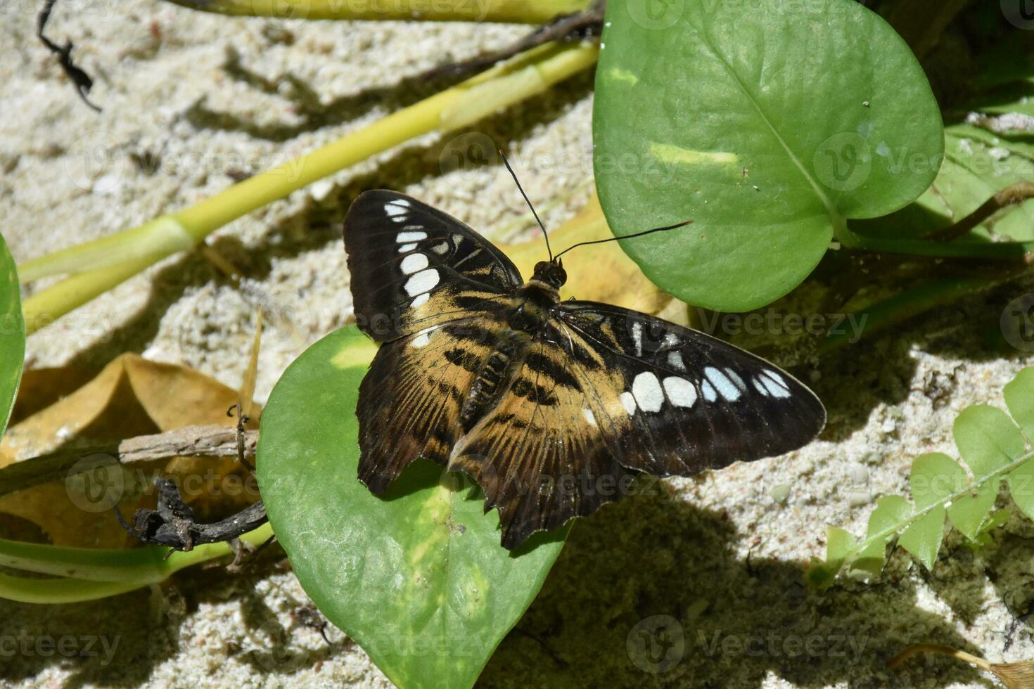 Stunning Markings on a Brown Clipper Butterfly photo