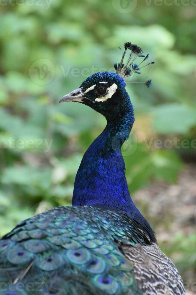 Scenic Image of a Beautiful Blue Peacock photo
