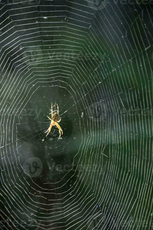 Up Close Look at a Spider in the Center of the Web photo