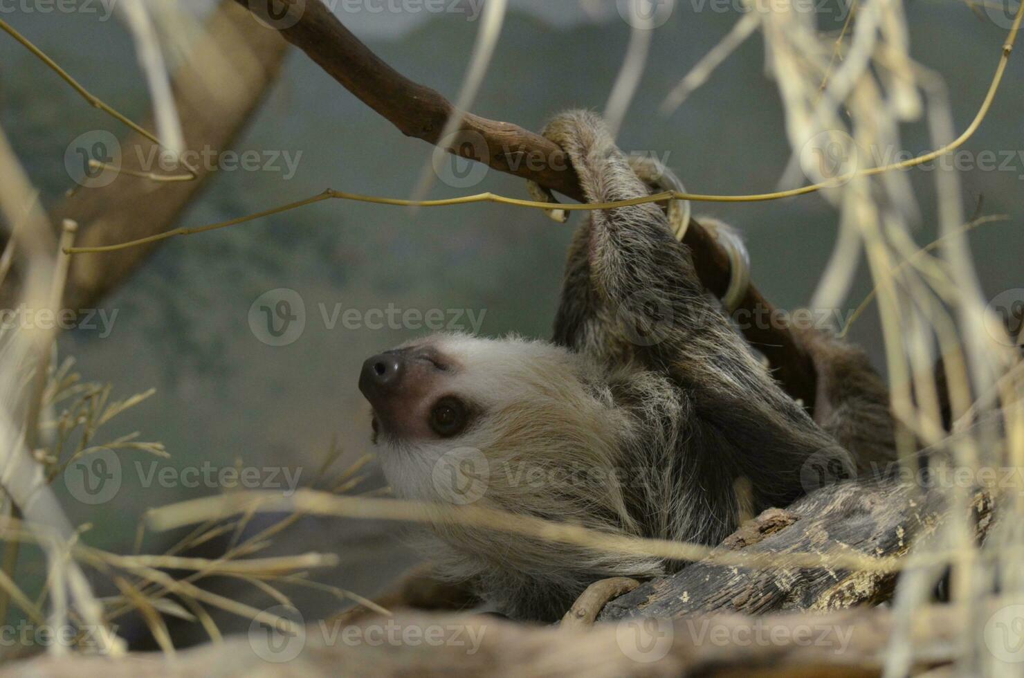 Face of a Sloth Climbing Through the Trees photo