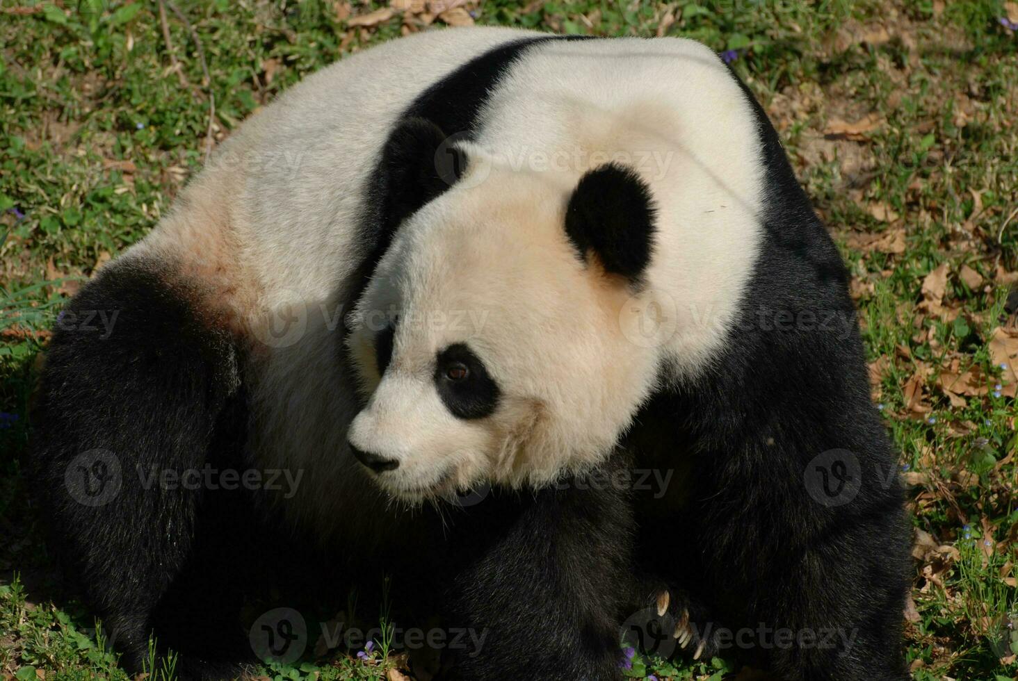 Giant Panda Bear Looking Back Over His Shoulder photo