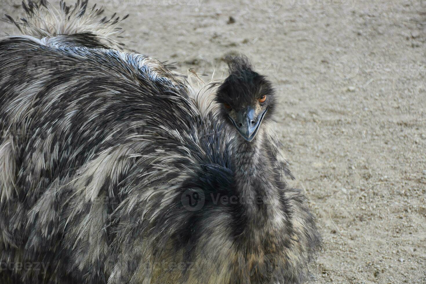 Looking Into the Face of a Resting Emu photo