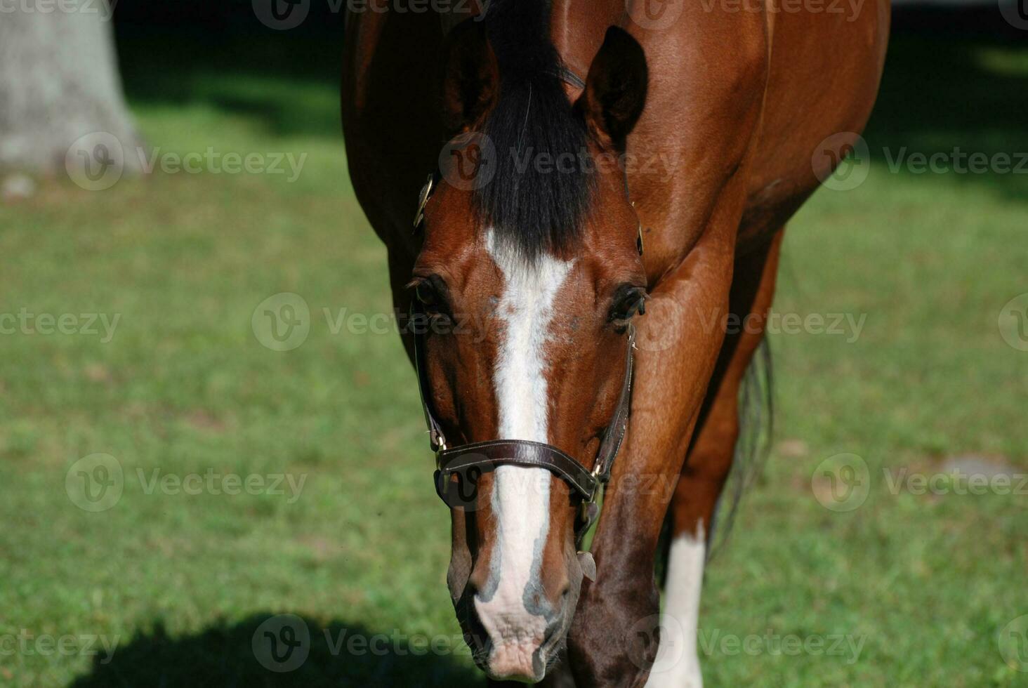 Getting Up Close and Personal with a Horse photo