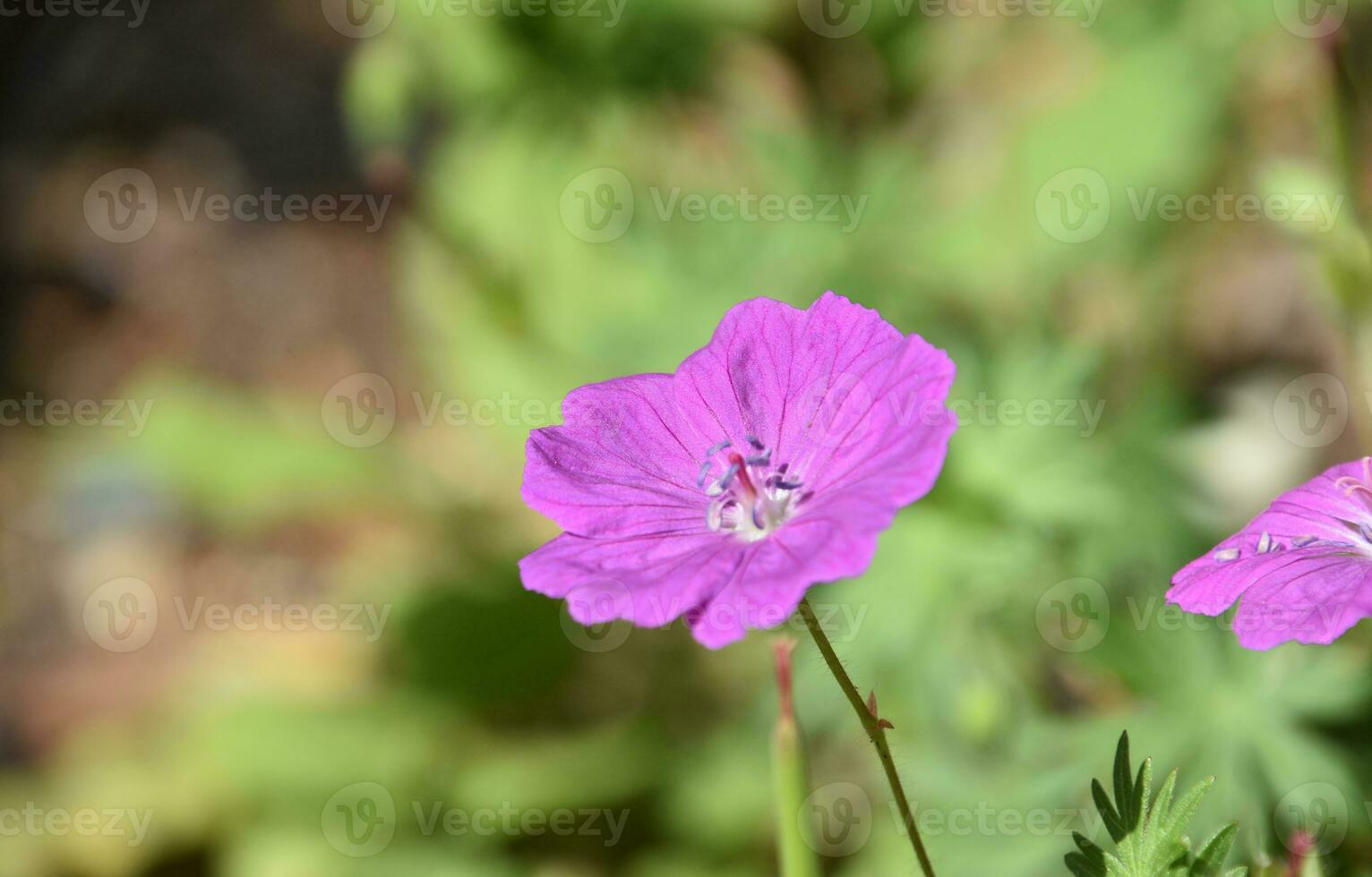 Pretty Flowering Cranesbill Geranium Blooming and Flowering photo