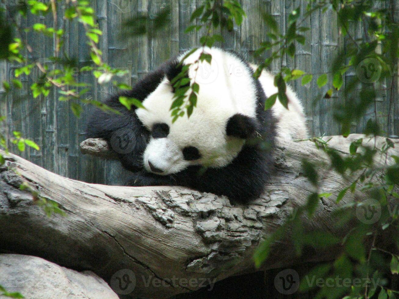 Really Cute Panda Bear Sleeping on a Log photo