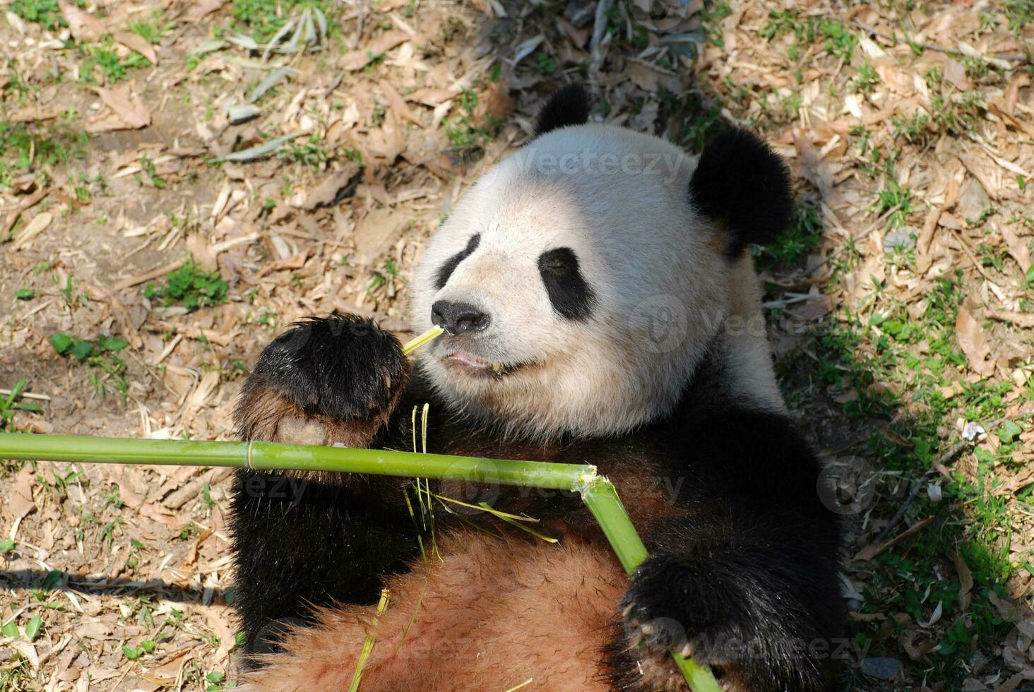 Panda Bear Laying on His Back While Eating Bamboo photo