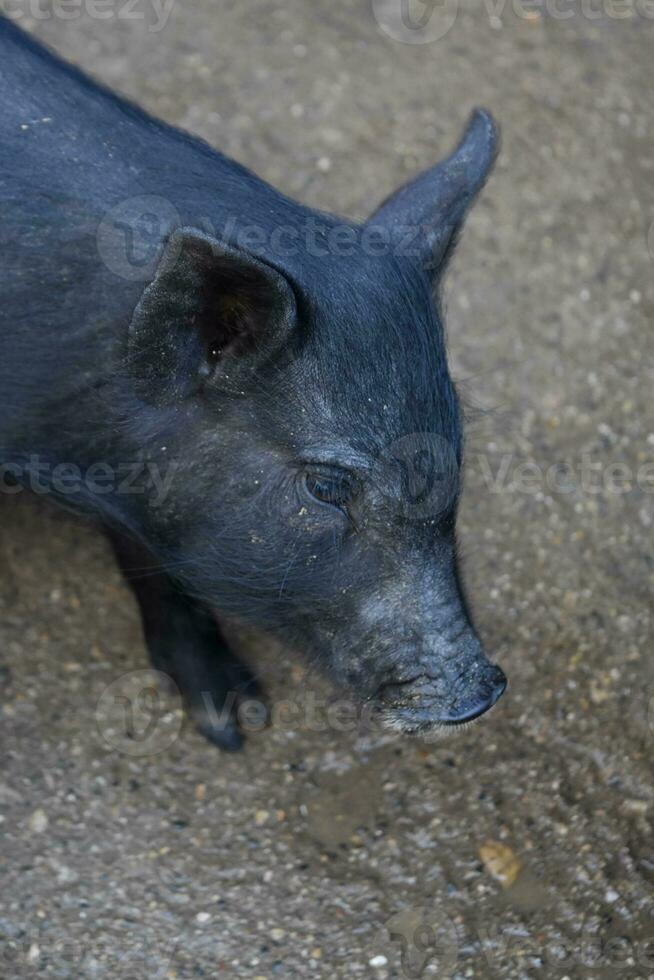 Adorable Black Piglet with his Head Down Slightly photo