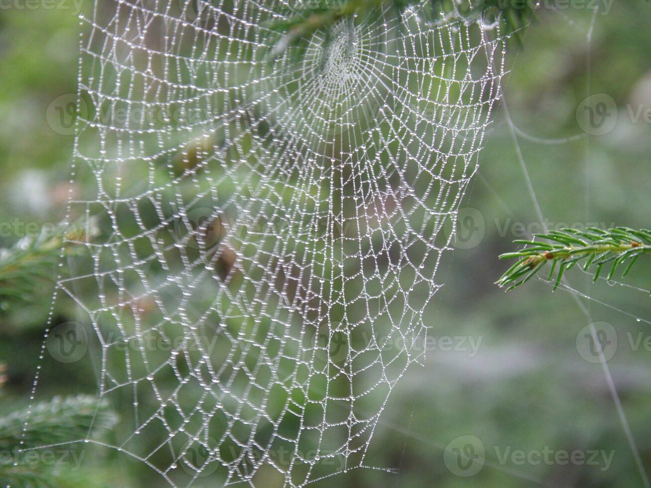 Rain Drops Caught in a Spider Web photo