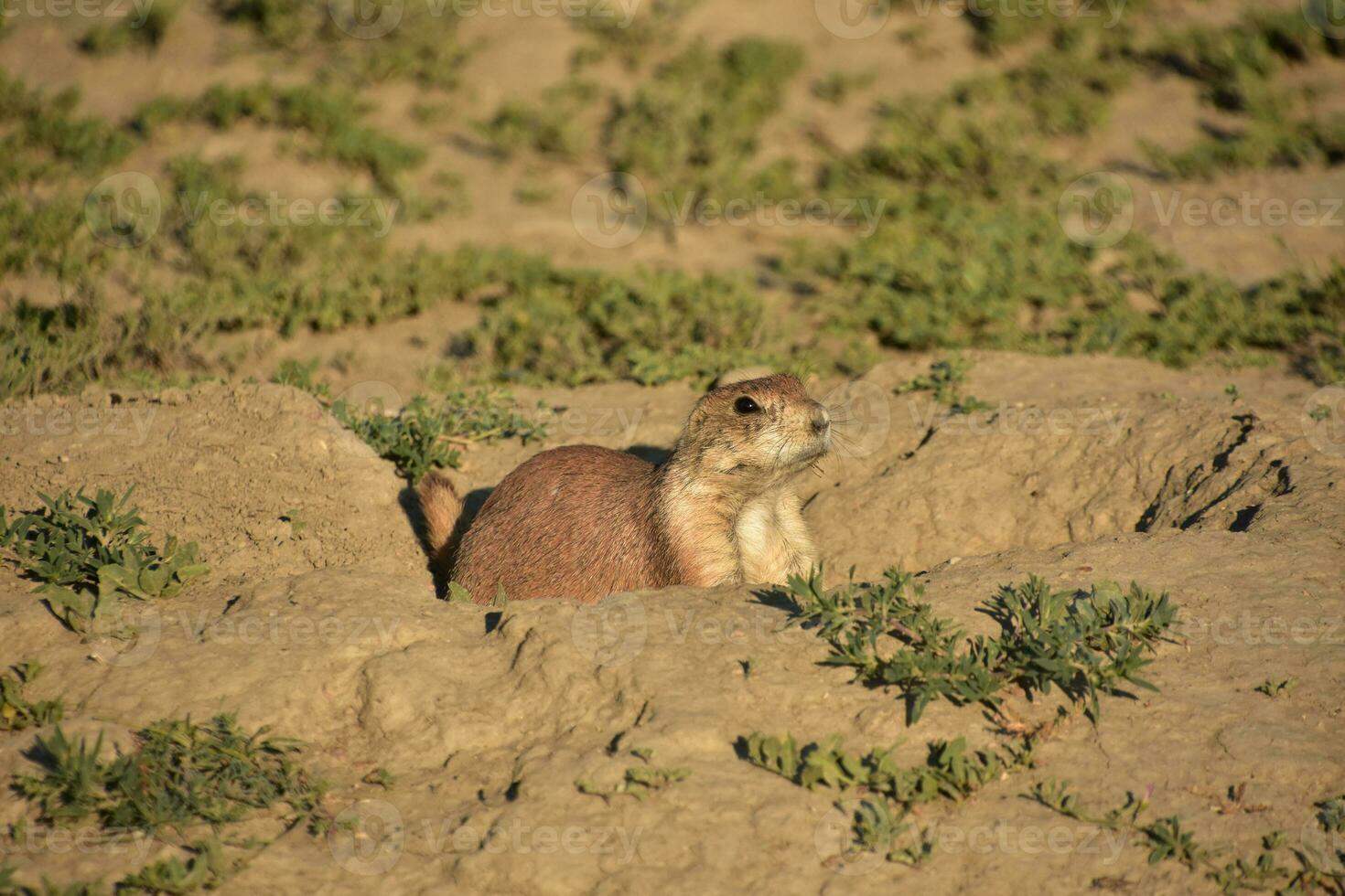 Watchful Prairie Dog in a Burrow Looking Out photo