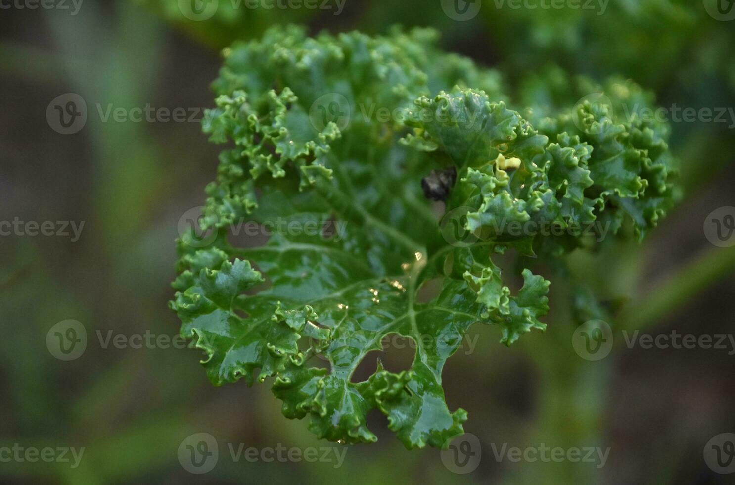 Organic Vegetable Garden with Leafy Green Kale photo