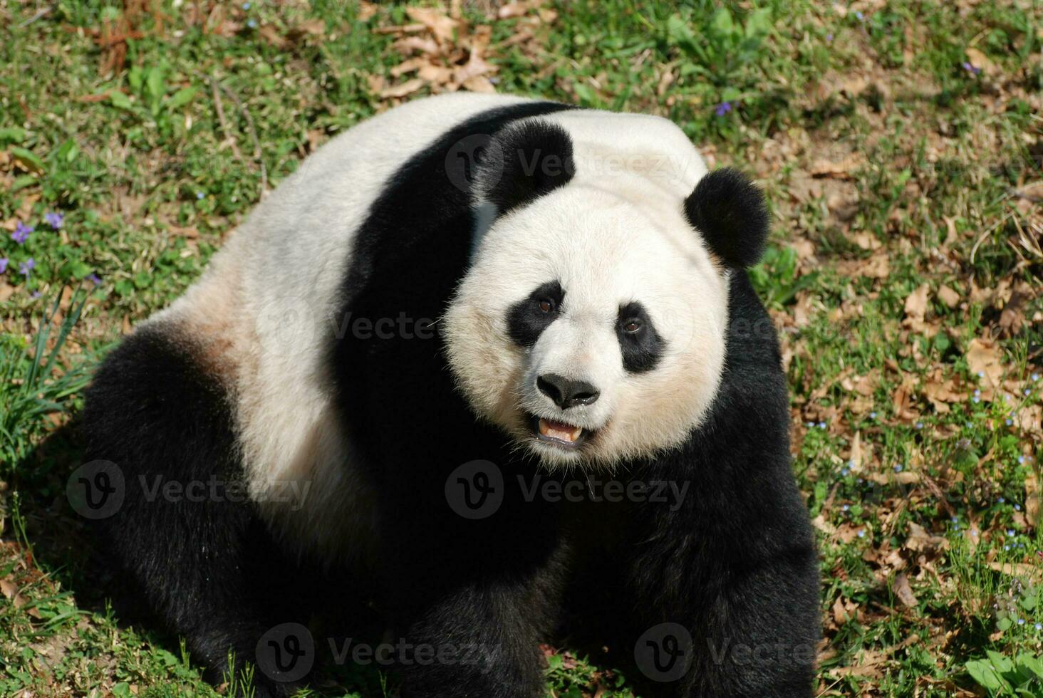 Giant Panda Bear Sitting on His Haunches Making Faces photo