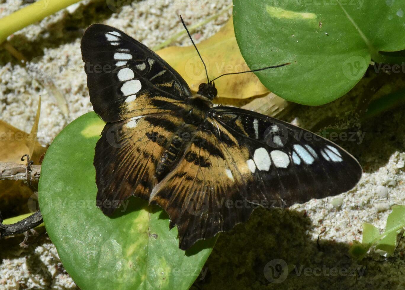 Stunning Markings on a Brown Clipper Butterfly photo
