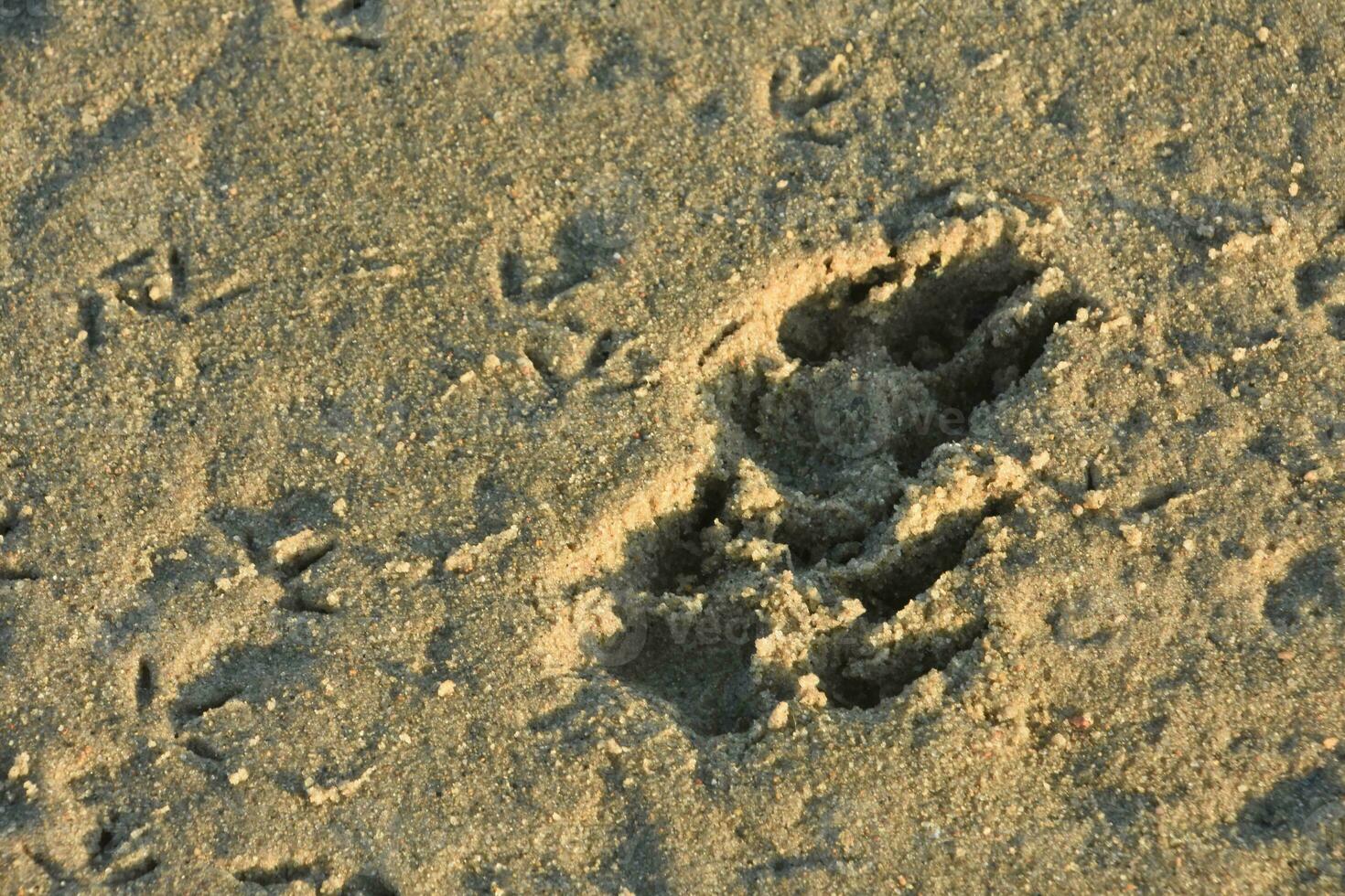 Pair of Dog Paw Prints in the Sand on a Beach photo