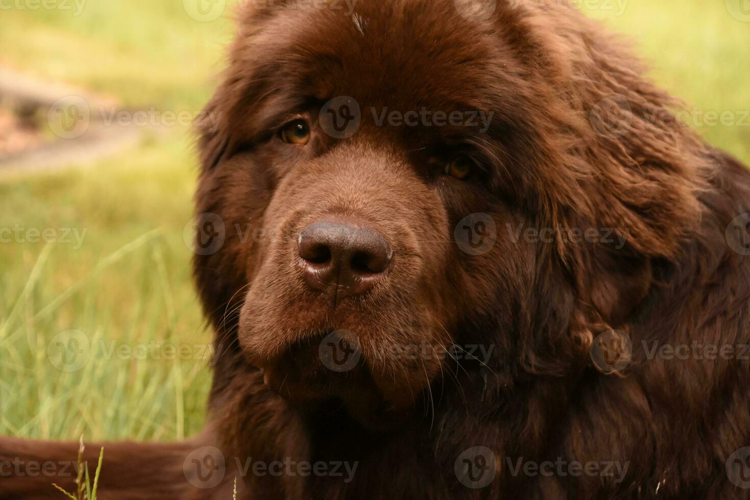 Fantastic Look Into the Face of a Newfie photo