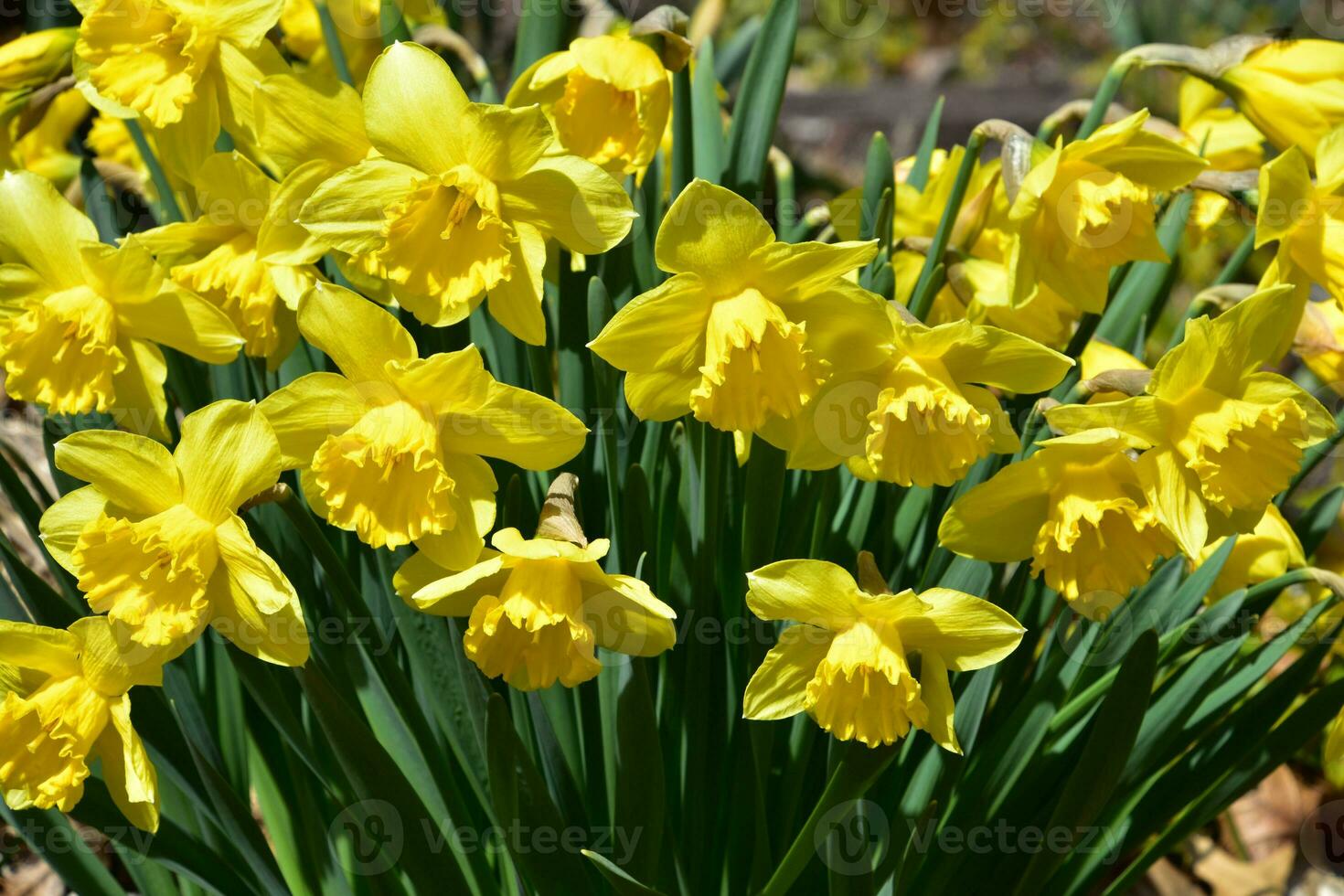 Lush Daffodils Blooming in a Spring Garden photo
