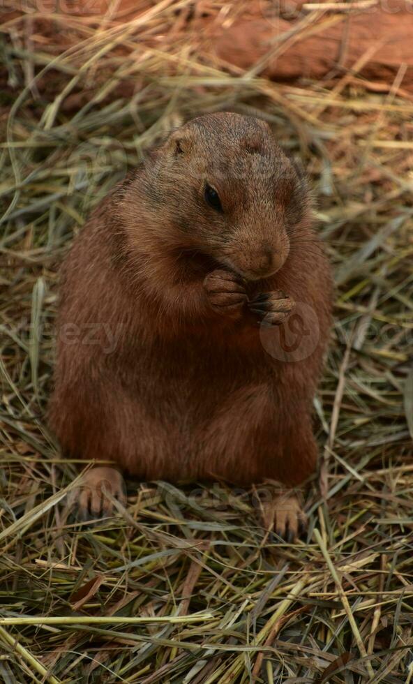 Chubby Black Tailed Prairie Dog Snacking on Straw photo