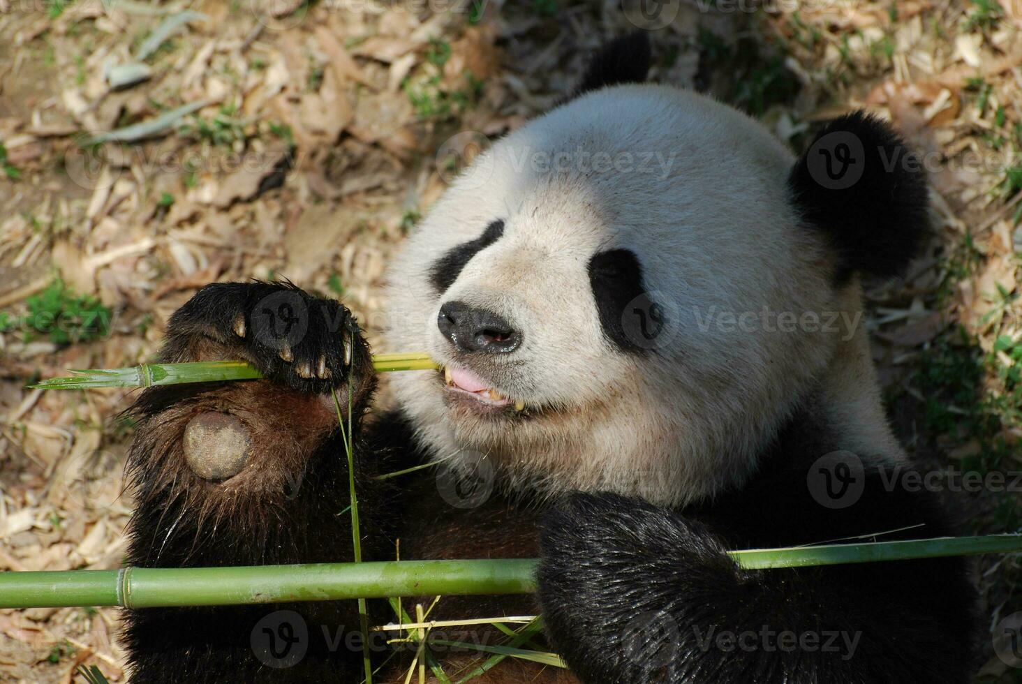 Lovable Giant Panda Bear with Big Paws photo