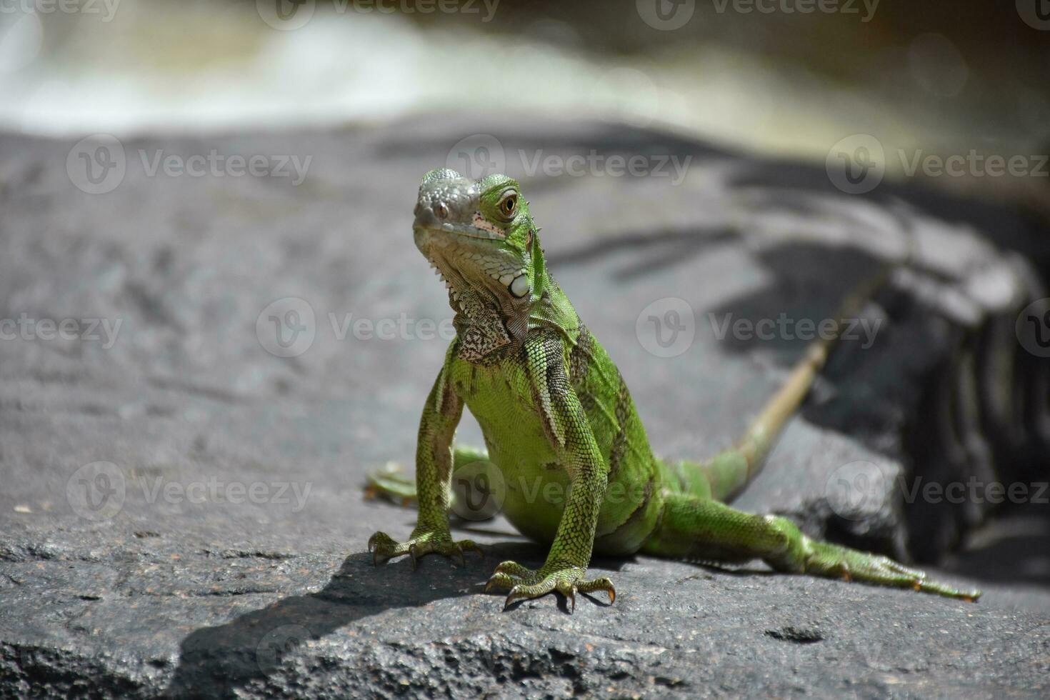 Beautiful Look into the Face of a Green Iguana photo