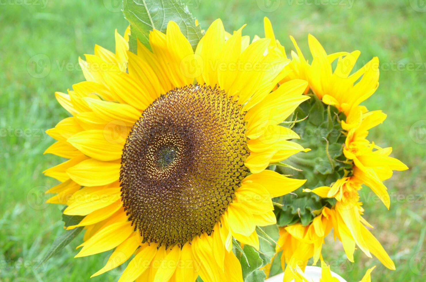 Bouquet of Yellow Sunflowers with Grass in the Background photo