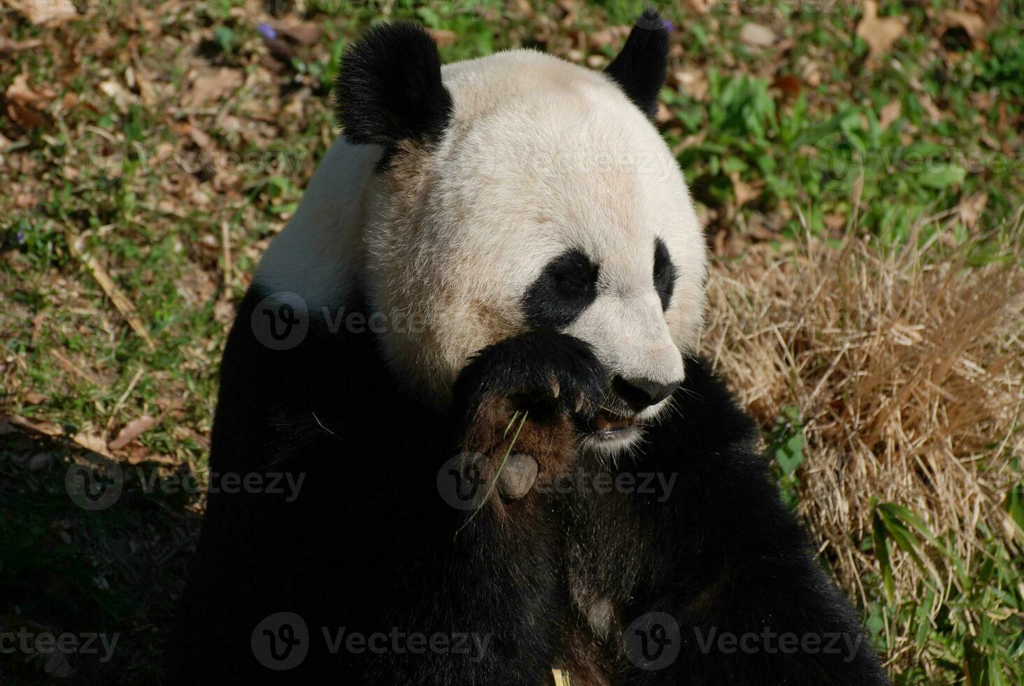 Panda Bear Snacking on a Bamboo Shoot photo
