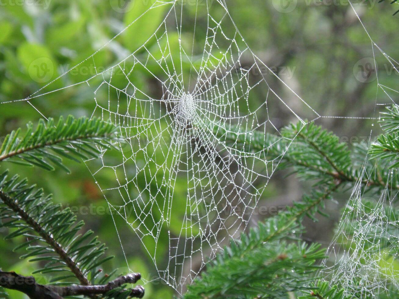 Large Spider's Web photo