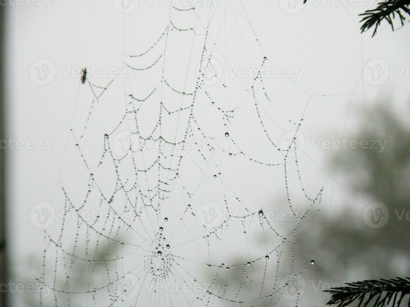 Rain Drops in a Web photo