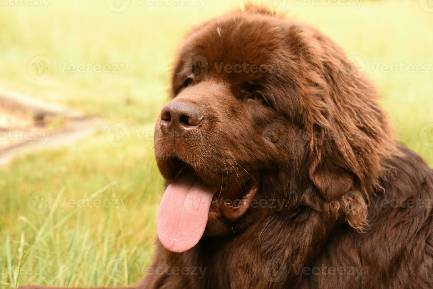 Purebred Chocolate Brown Newfoundland Dog Sitting Outside photo