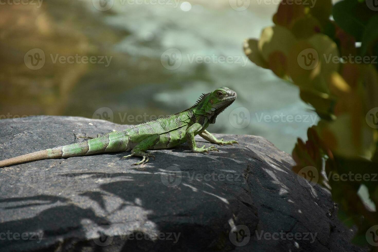 Creeping Green Iguana on a Rock in Aruba photo