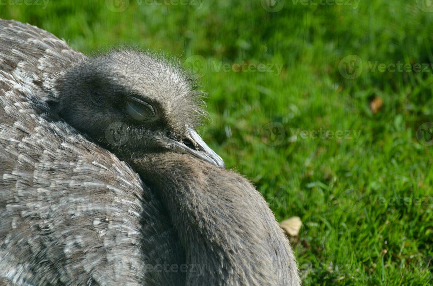 Gorgeous Rhea Resting in the Warm Sunshine photo