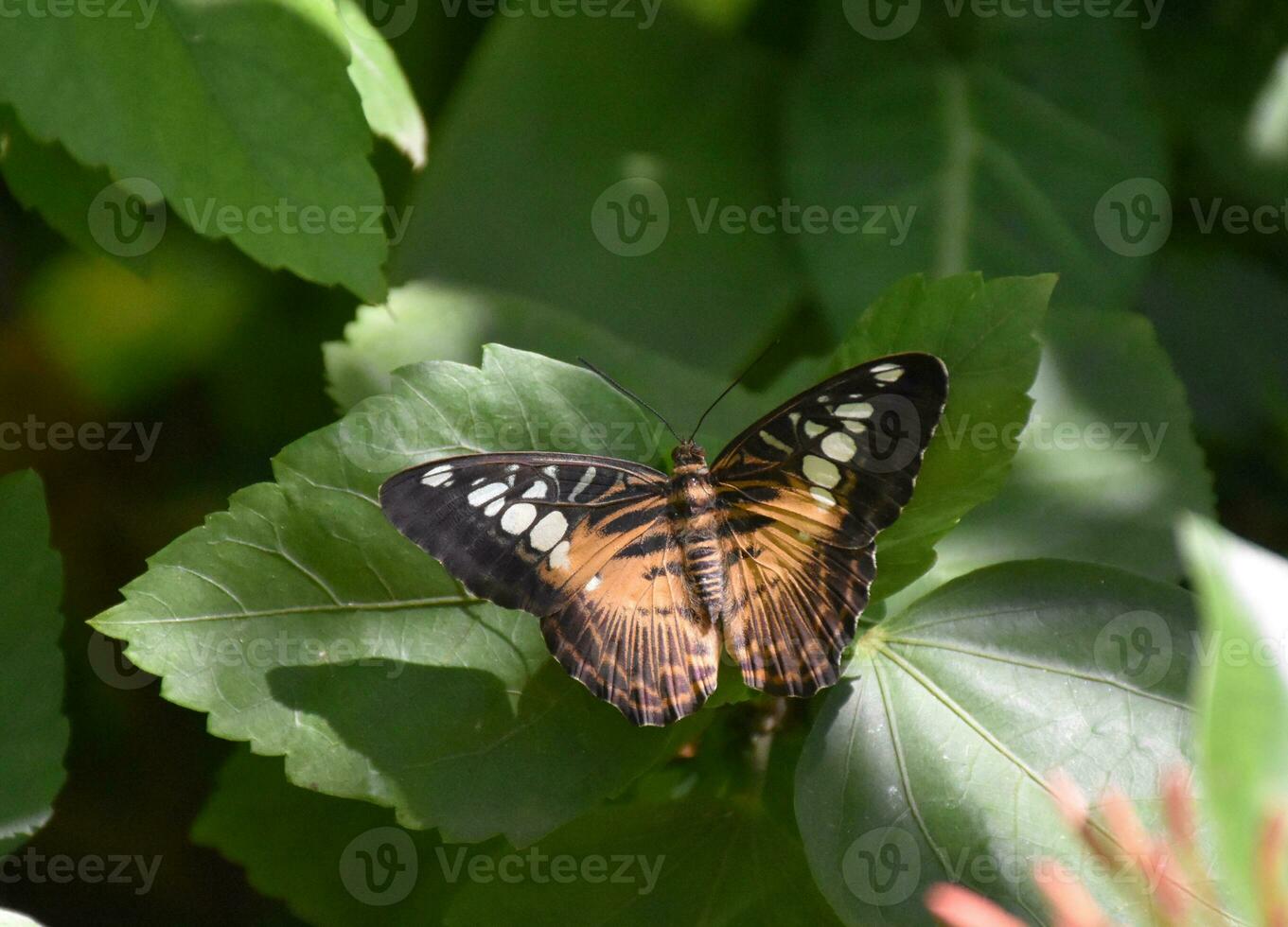 Amazing Close Up Look at a Brown Clipper Butterfly photo
