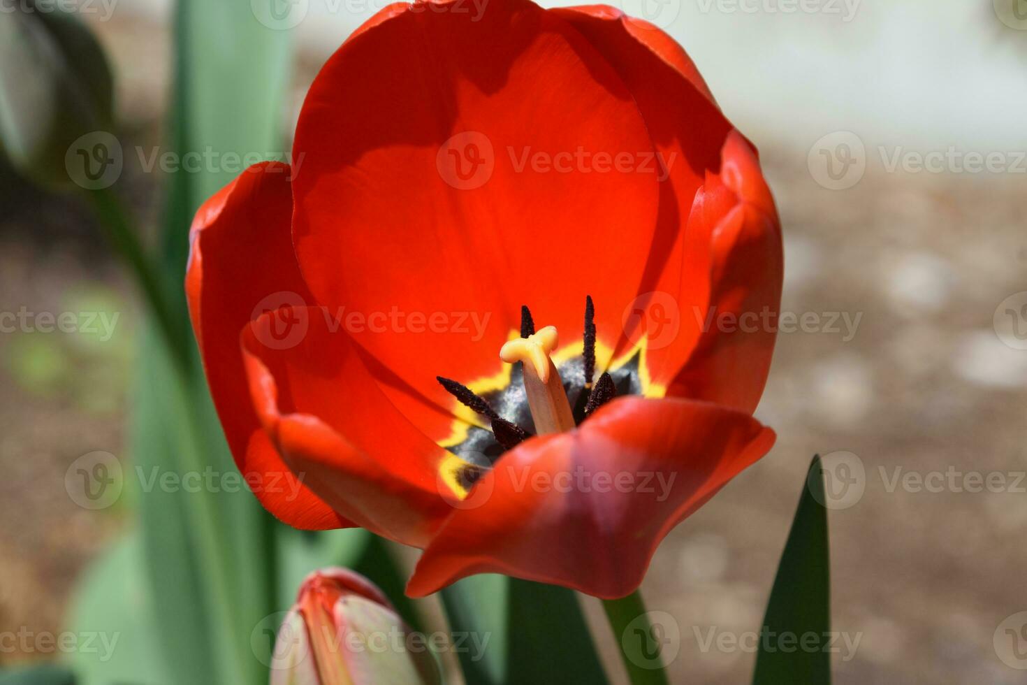 Beautiful Up Close Look at Blooming Red Tulip photo