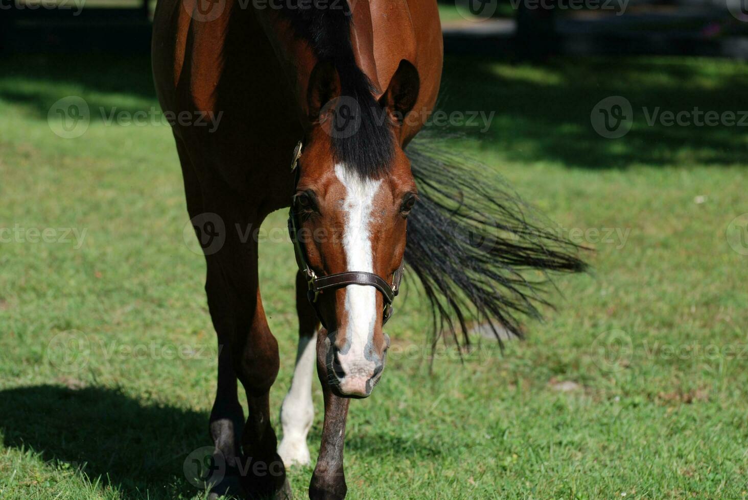 Beautiful Horse Meandering in a Large Grass Field photo