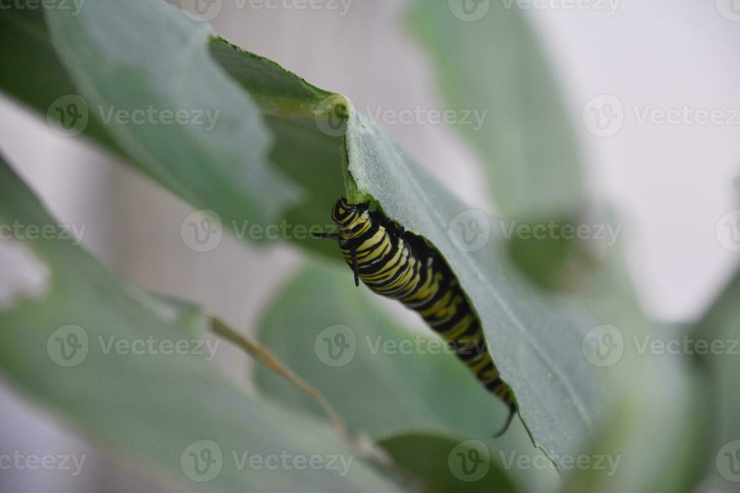 Monarch Caterpillar in a Folded Leaf photo